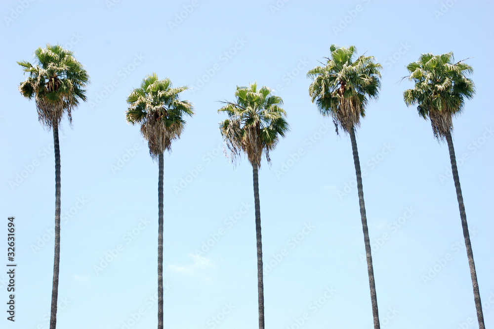 Naklejka premium Row of Palm Trees