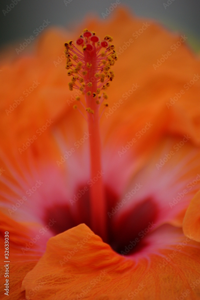 Fototapeta premium Hibiscus