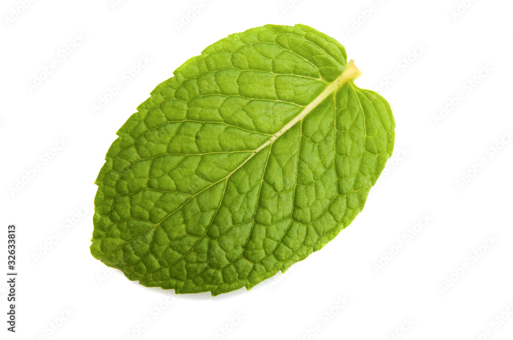 Isolated macro of fresh mint leaf Isolated macro of fresh mint leaf