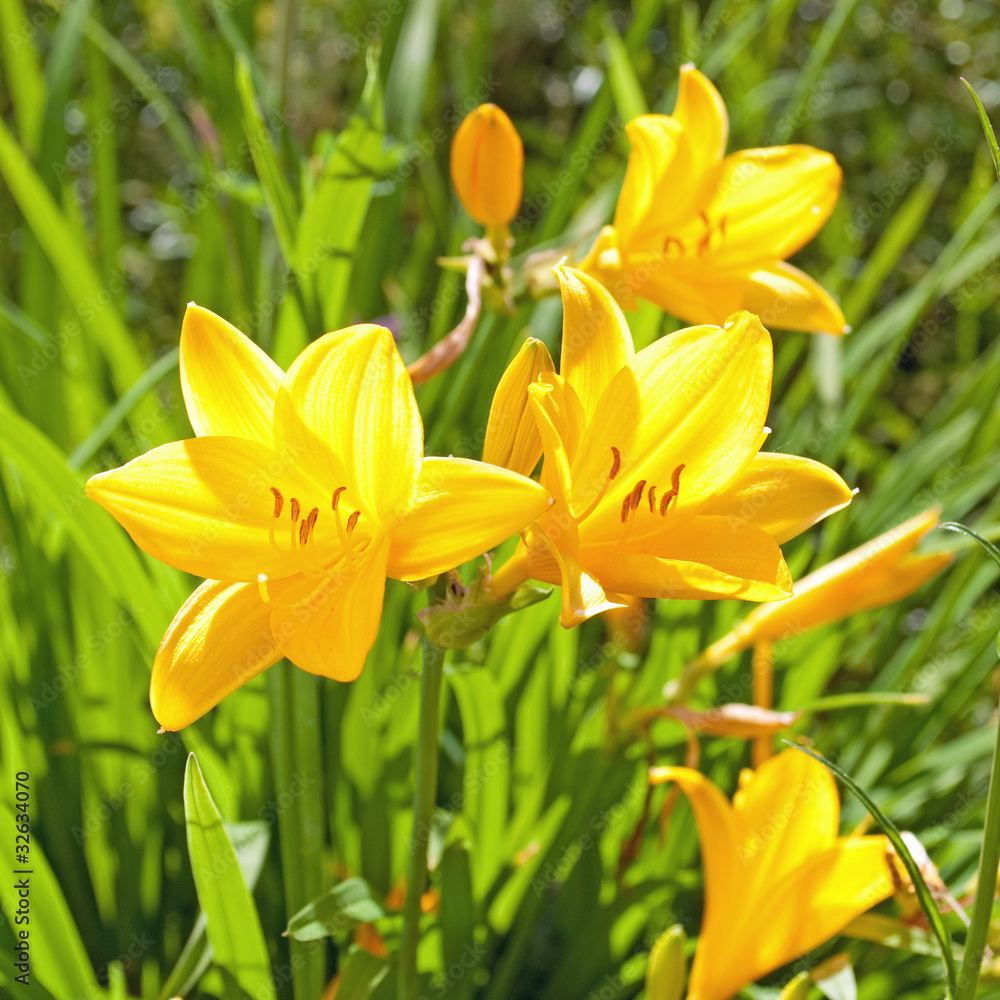 Fototapeta premium Lilien - Lilium