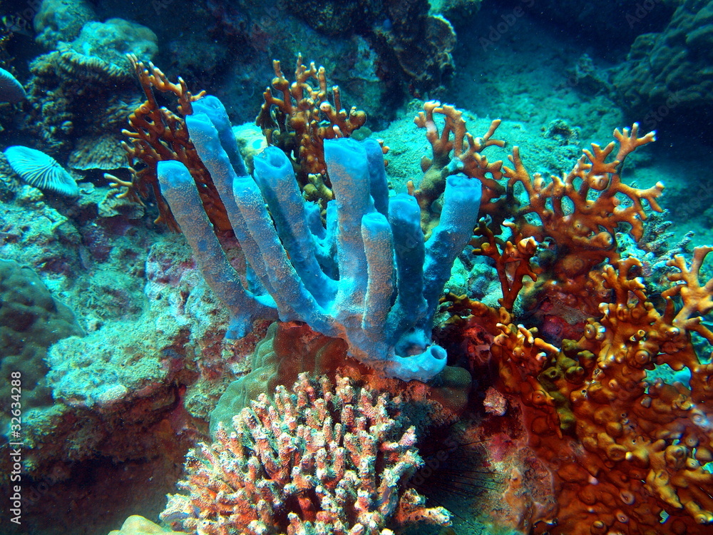 Sponges of the South-Chinese sea