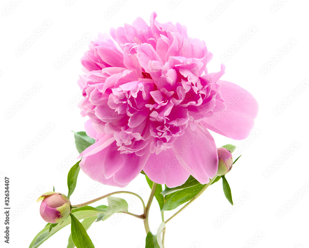pink peony pink peony