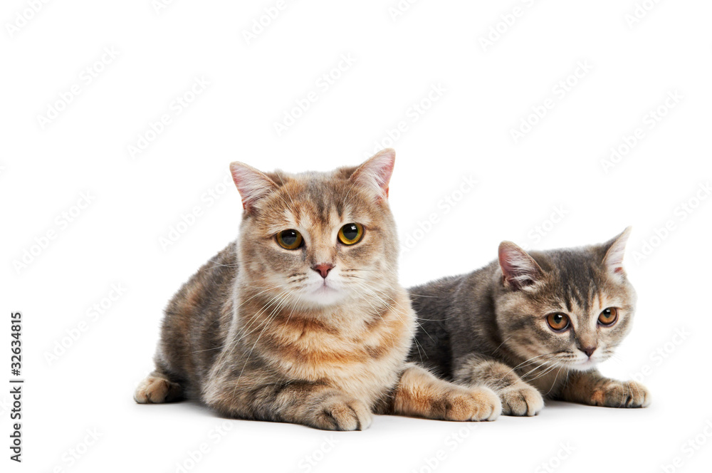 British Shorthair cats isolated
