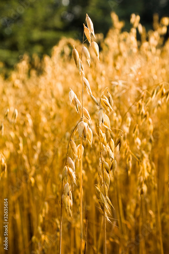 ripened oats, before the harvest company