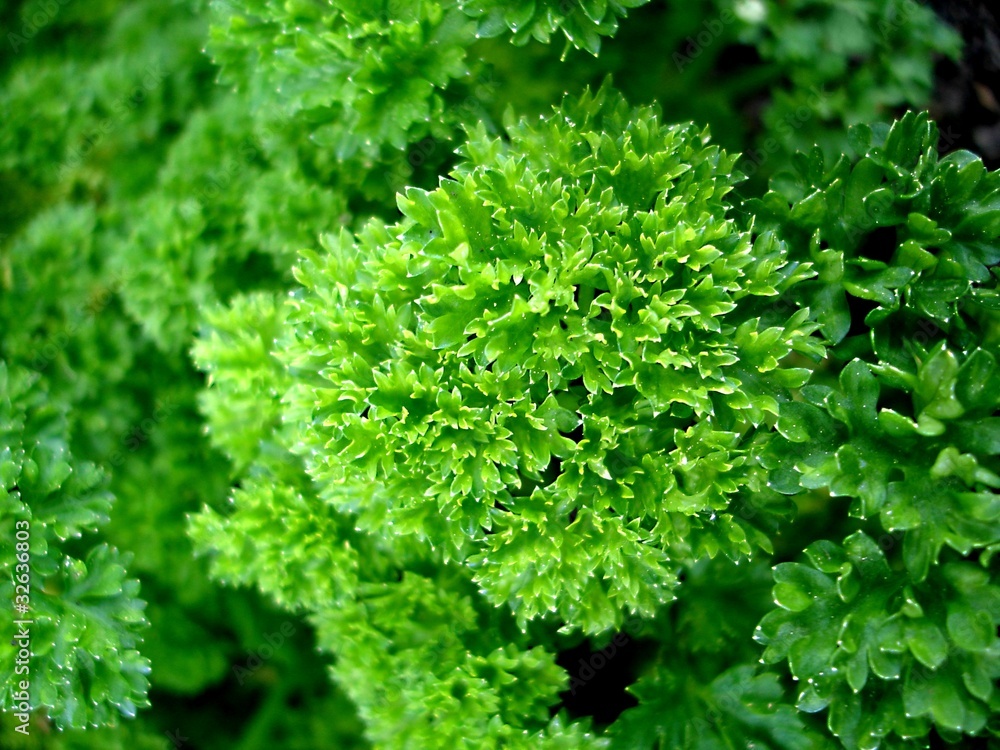 Petersilie -  Parsley