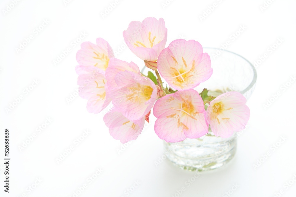 昼咲き月見草 昼咲き月見草