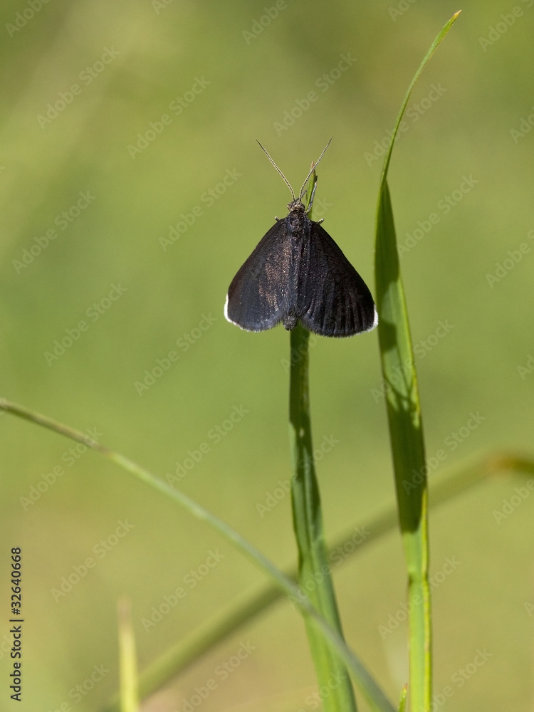 Obraz premium newly emerged chimney sweeper moth