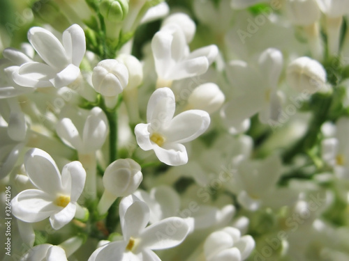 White lilac