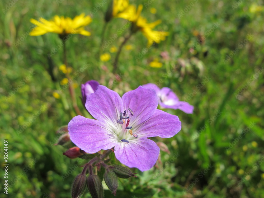bergblumen bergblumen