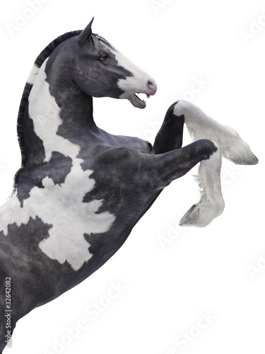horse malhado
