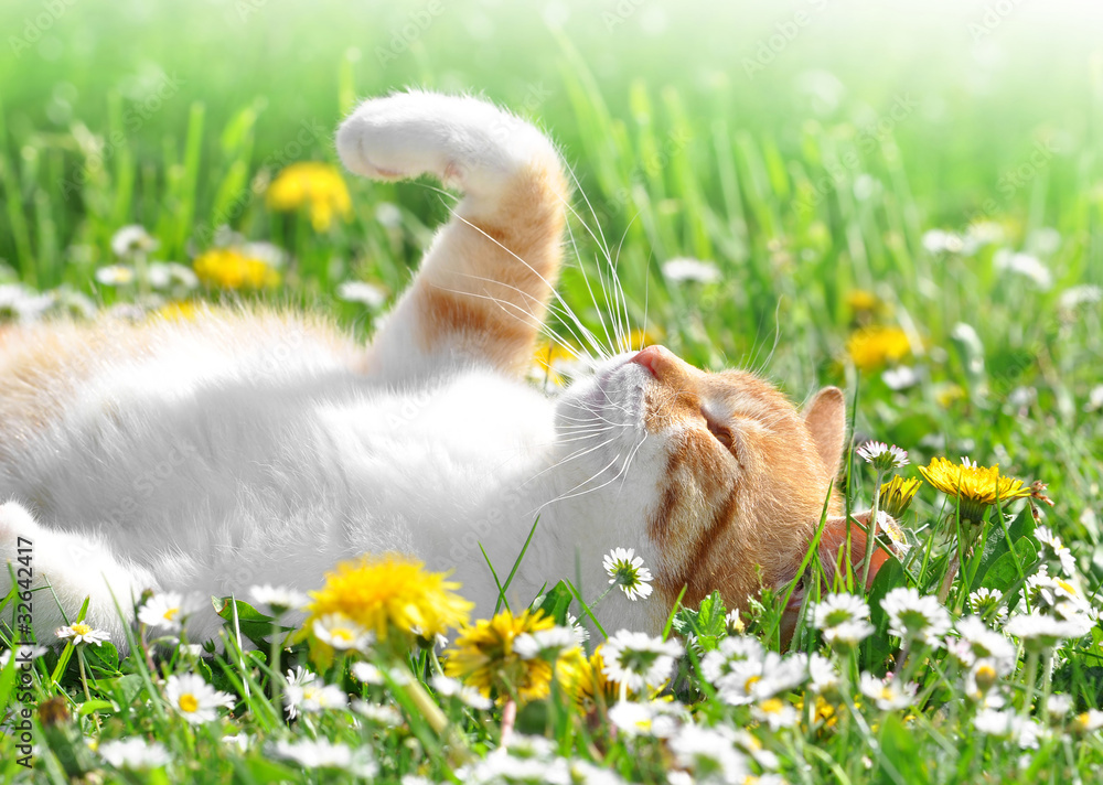 Obraz premium cat in the grass