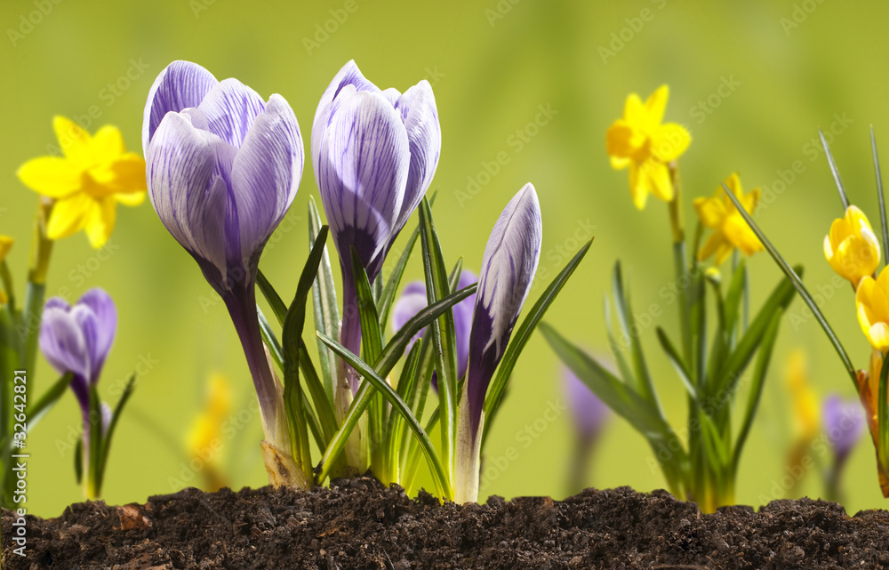 Obraz premium crocus