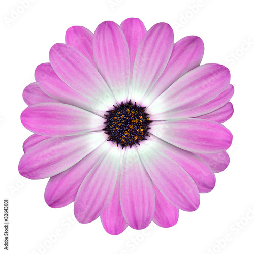 White and Pink Osteospermum Daisy Flower isolated
