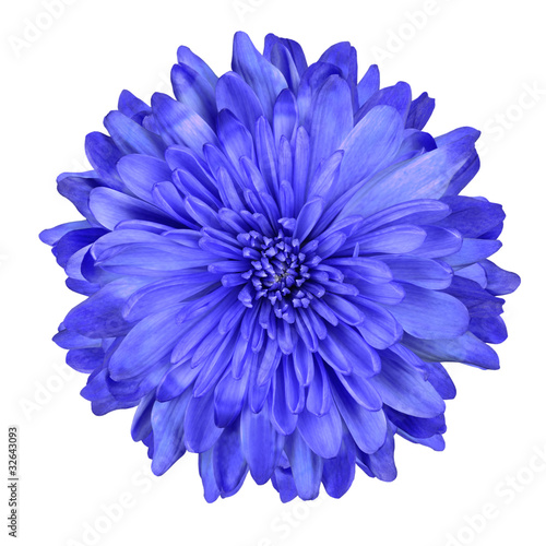Deep Blue Chrysanthemum Flower Isolated © tr3gi