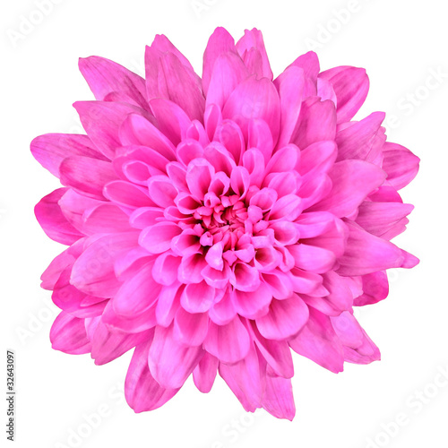Pink Chrysanthemum Flower Isolated on White