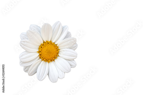 Daisy on White Background