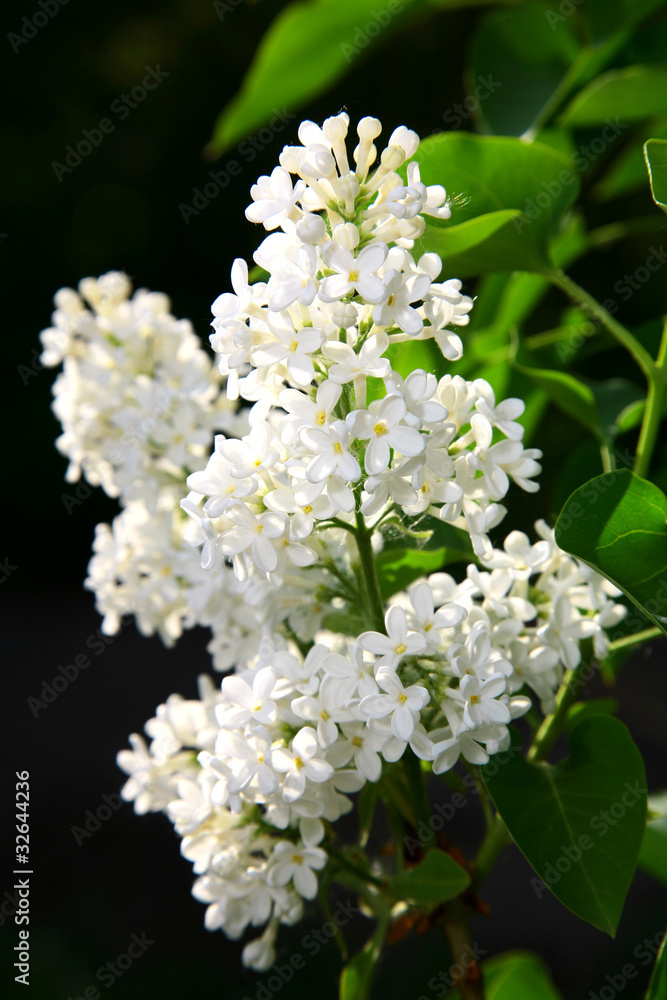 Branch of white lilac Branch of white lilac