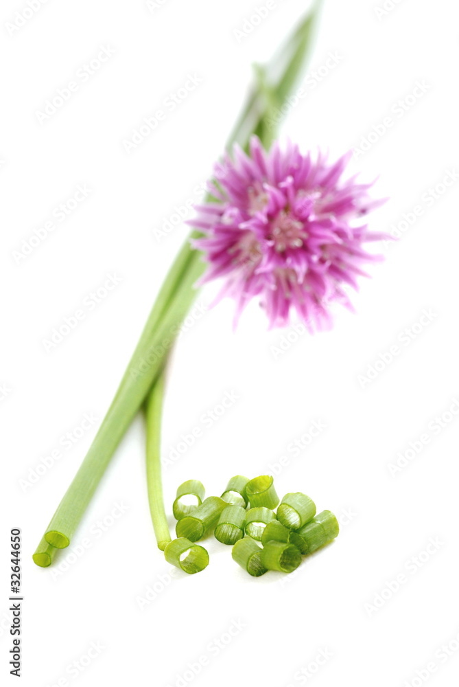 Obraz premium Schnittlauch