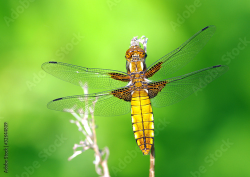 Yellow dragonfly © Rmj
