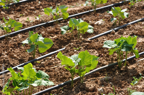 haricots verts 1