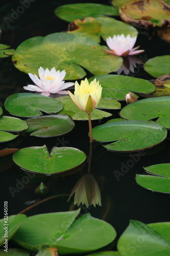 スイレン Water Lily