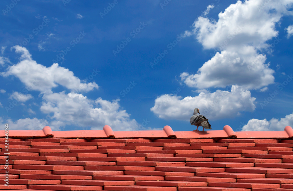Naklejka premium Pigeons on the roof