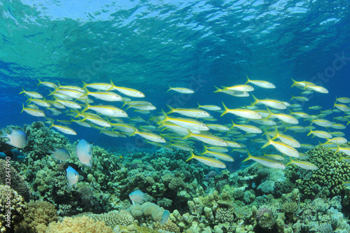 Shoal of Fish (Yellowfin Goatfish) on Tropical Coral Reef