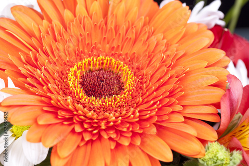 Gerbera  orange   1