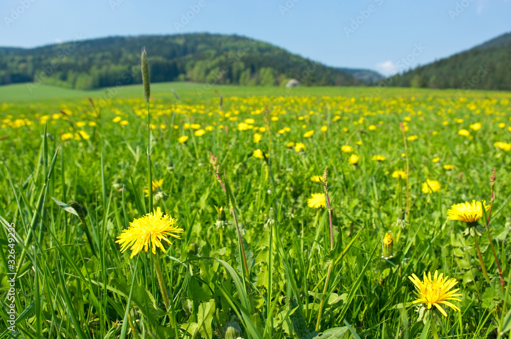 Fototapeta premium Fresh meadow with yellow flowers
