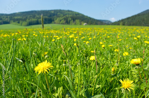 Fresh meadow with yellow flowers