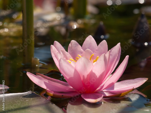 water lily background