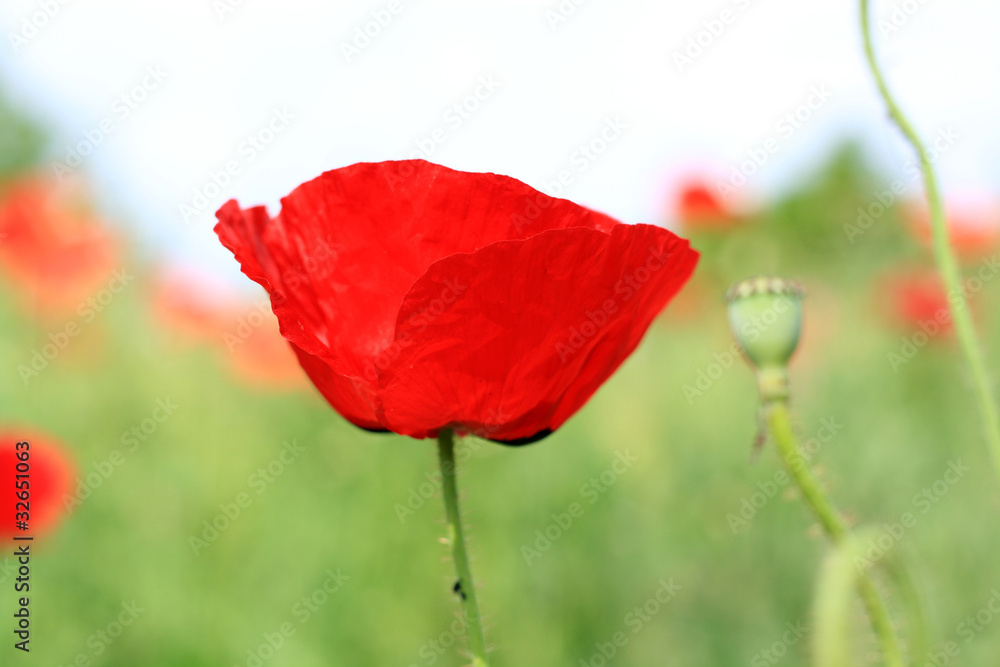 Naklejka premium Mohnblume