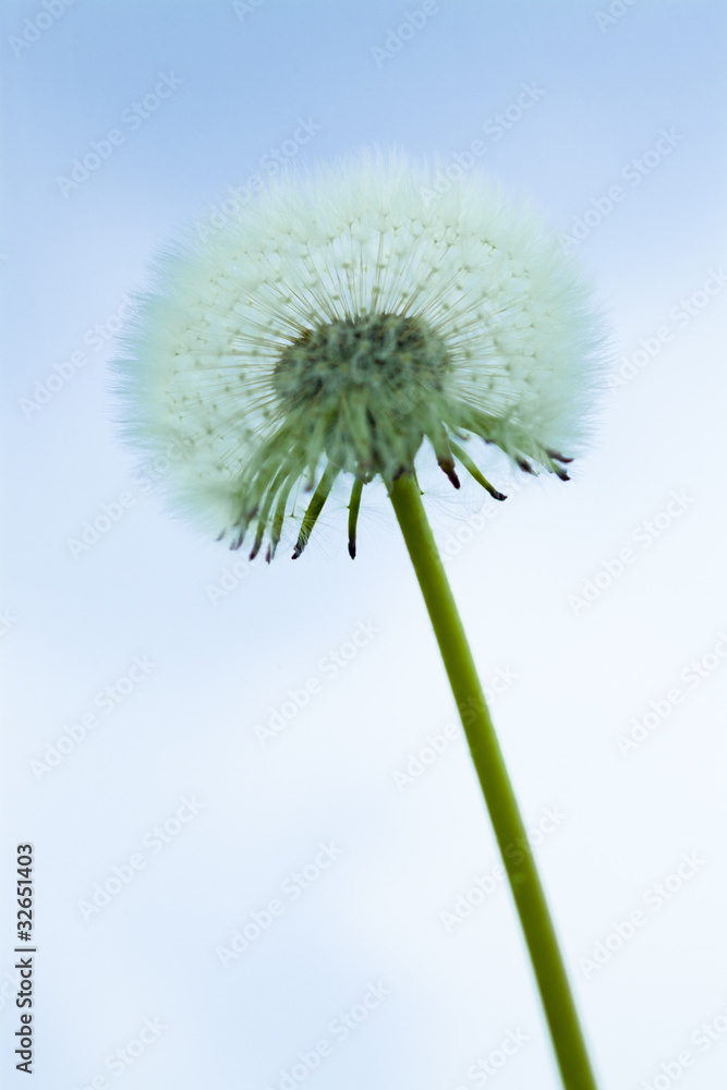 Pusteblume Pusteblume