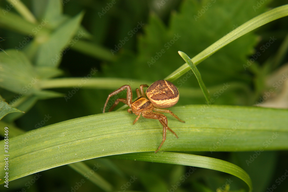 Braune Krabbenspinne (Xysticus cristatus) Braune Krabbenspinne (Xysticus cristatus)
