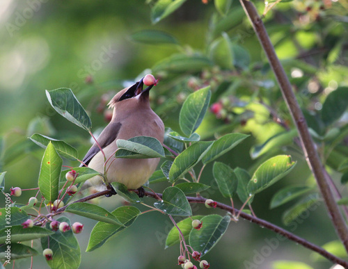 Eating Cedar Waxwing photo