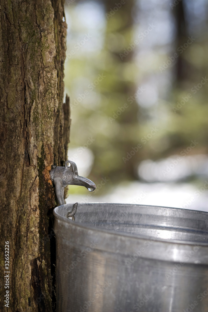 Fototapeta premium Droplet of sap flowing into a pail for make pure maple syrup