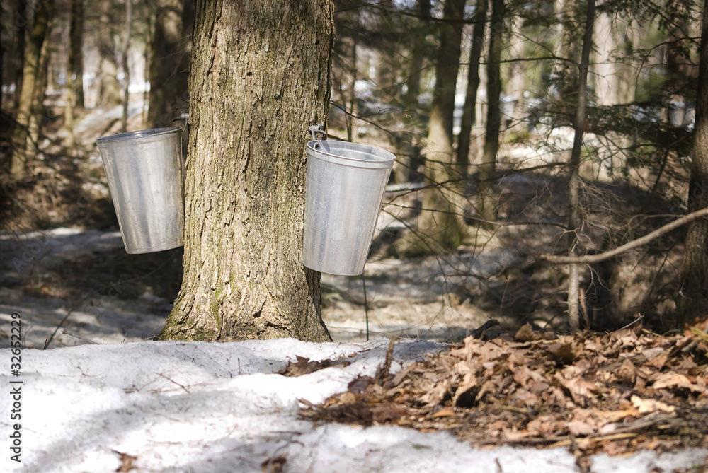Droplet into a pail for make pure maple syrup