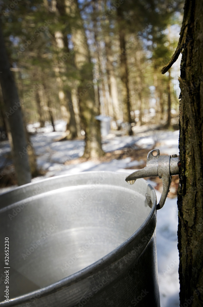 Droplet of sap flowing from the maple tree into a pail Droplet of sap flowing from the maple tree into a pail