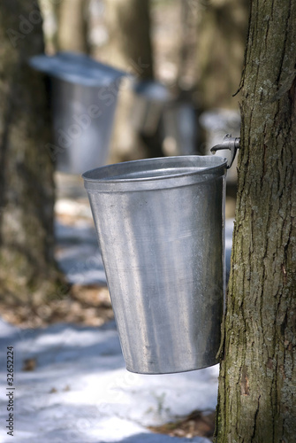 Droplet of sap flowing from the maple tree into a pail