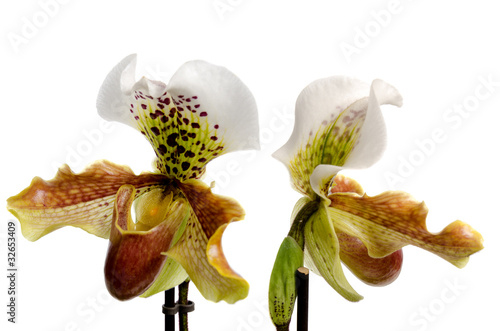 Close up of orchid (Paphiopedilum Maudiae)