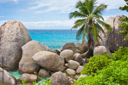 cocotier, rochers, côte, Seychelles