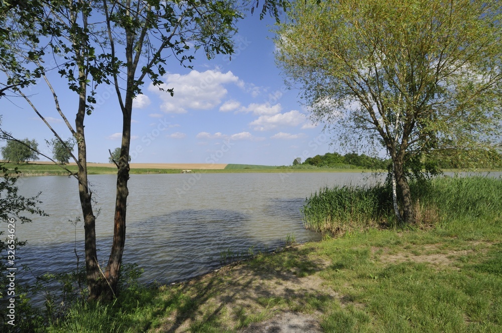 Trees beside the lake