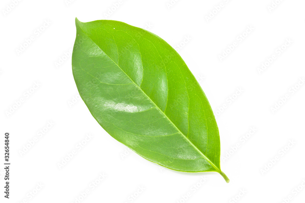 Obraz premium Leaf