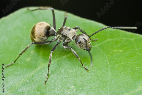 A dark grey ant, Polyrhachis sp.
