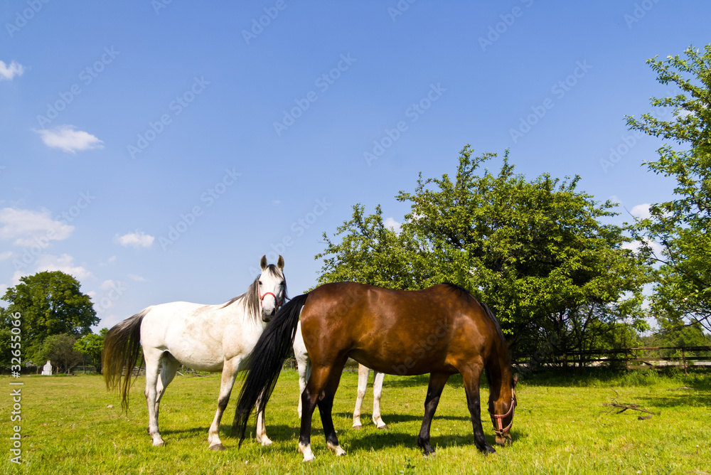 horse horse