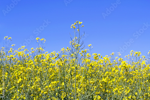 view the sky through the green grass with yellow flowers