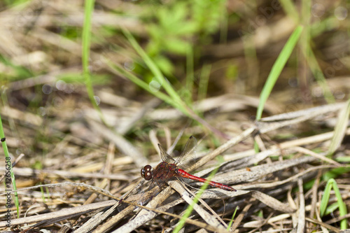Dragonfly © Lars Johansson