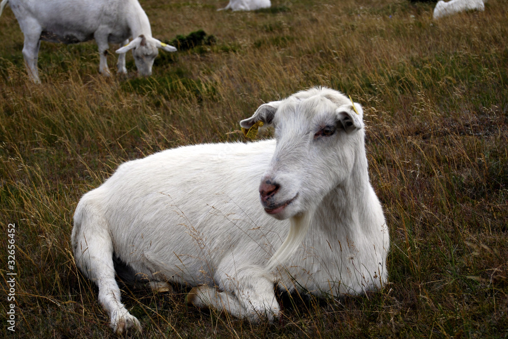 Obraz premium Eine Ziege