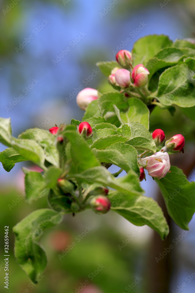 Branch  of an apple-tree in bloom.