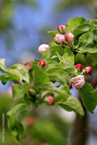 Branch  of an apple-tree in bloom.